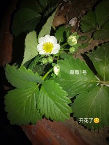 草莓几月开花几月结果 草莓何时开花何时结果