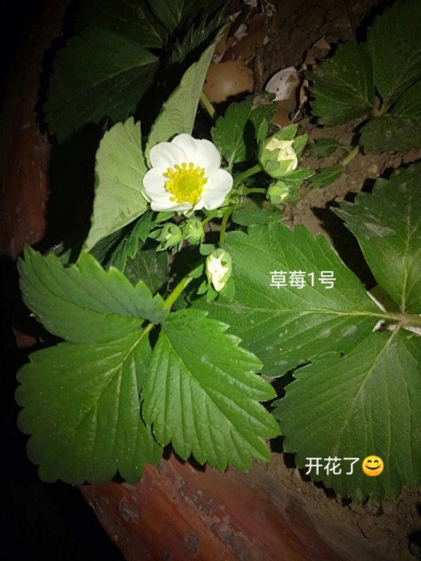 草莓几月开花几月结果