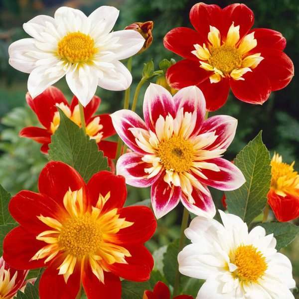 小丽花播种后多久开花