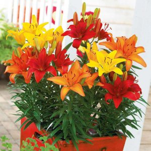 百合花盆栽一年开几次花 百合盆栽一年可以开几次花？