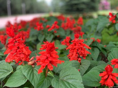 一串红播种后多久开花 播种后多久能看到一串红开花？