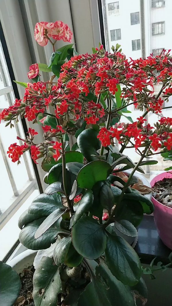 凤尾长寿花一年开几次花