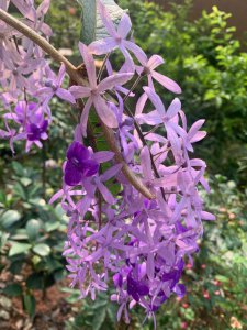 蓝花藤一年开几次花 蓝花藤一年开几次花 → 蓝花藤开花频率