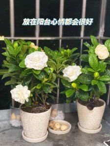 盆栽栀子花一年开几次花 盆栽栀子花一年开几次花？