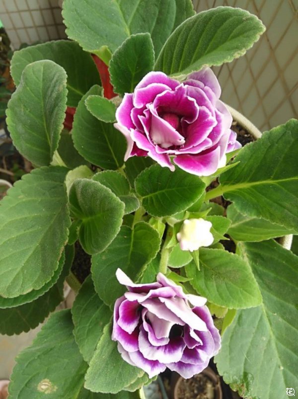 大岩桐播种后多久开花