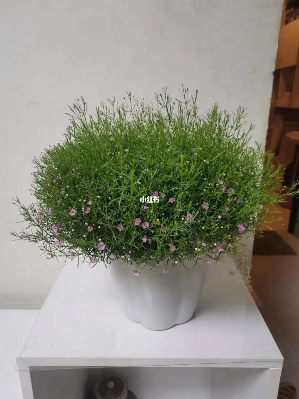 满天星播种后多久开花
