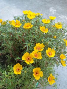 太阳花播种后多久开花 太阳花播种几周后开花？