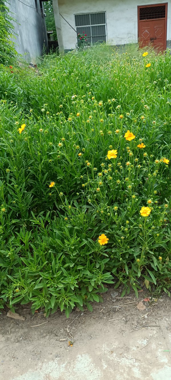 金鸡菊播种后多久开花