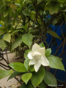 日本达摩栀子花一年开几次花 日本达摩栀子每年开几次花？