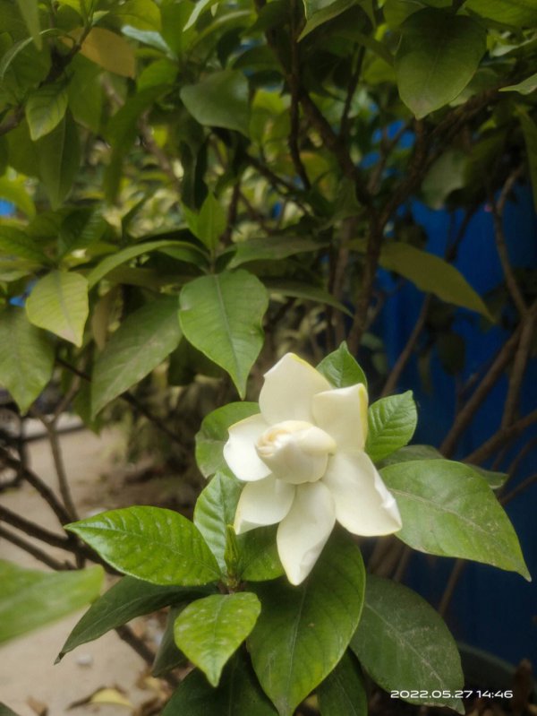 日本达摩栀子花一年开几次花