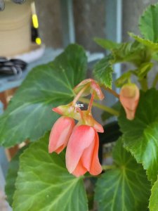 球根海棠一年开几次花 球根海棠每年开花几次？