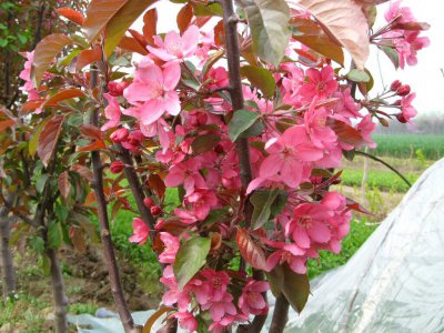 海棠树什么时候开花 海棠树何时开花？
海棠花何时盛放？