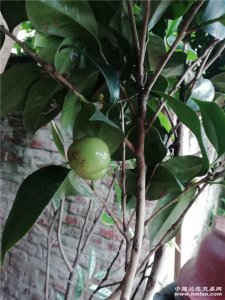 茶树什么时候开花结果 茶树何时开花结果？