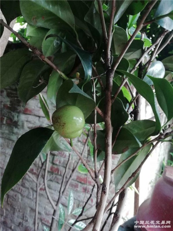 茶树什么时候开花结果