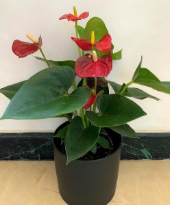 红掌什么时候开花 红掌何时开花？