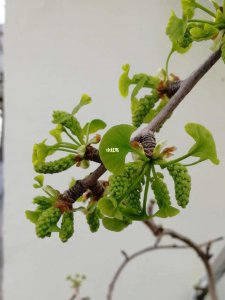 银杏树什么时候开花 银杏树开花时间是什么时候？
