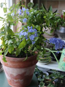 蓝雪花什么时候开花 蓝雪花何时开花、蓝雪花开花时间
