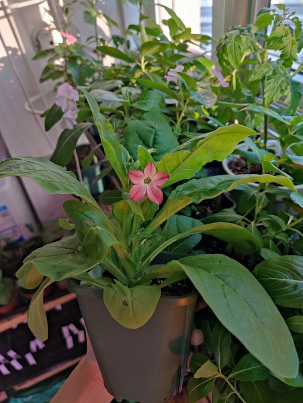 烟草花什么时候开花