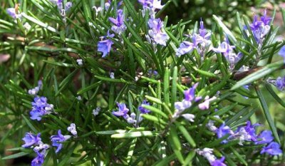迷迭香开花吗 迷迭香是否开花？
迷迭香有开花吗？