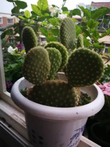 黄毛掌开花吗 黄毛掌能开花吗？