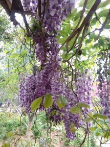 紫藤萝什么时候开花 紫藤花何时开放
