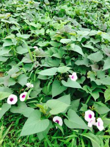 地瓜开花吗 地瓜能开花吗？

地瓜开花吗？
