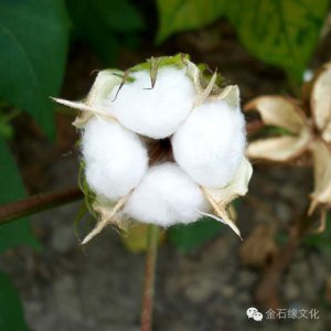 棉花什么时候开花 棉花何时开花？