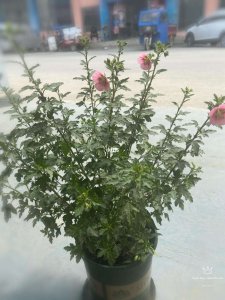 木槿花什么时候开花 木槿花何时开花 -> 木槿花开花时间