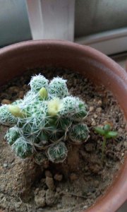 白鸟会开花吗 以白鸟开花吗？
白鸟开花的可能性如何？