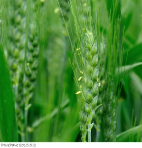 小麦会开花吗 小麦是否会开花？
小麦会开花吗？