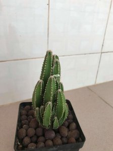 万重山会开花吗 万重山是否能开花？