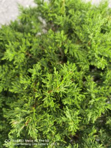 柏树是什么树 柏树属于什么种类树
柏树是何种植物