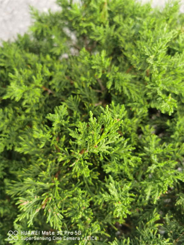 柏树是什么树