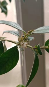 小叶紫檀开花吗 小叶紫檀是否开花？