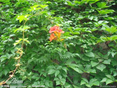 爬山虎开花吗 爬山虎是否开花？
爬山虎会开花吗？