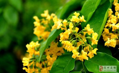 紫檀会开花吗 能否以紫檀开花为题？