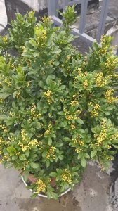 米兰什么时候开花 米兰何时会绽放花朵？