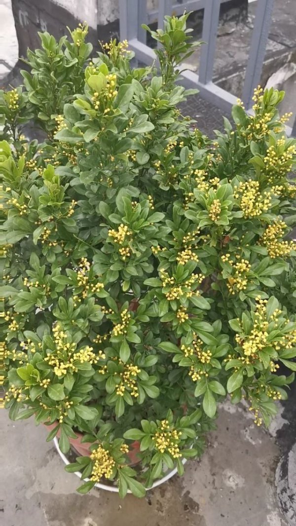 米兰什么时候开花