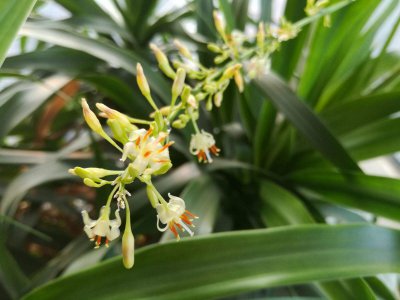 龙须会开花吗 龙须开花吗？
