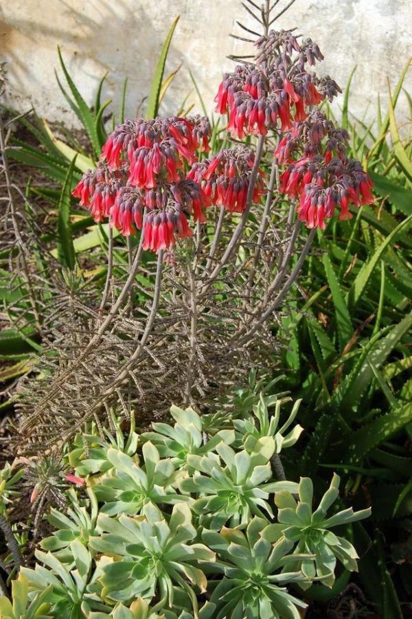 落地生根会开花吗