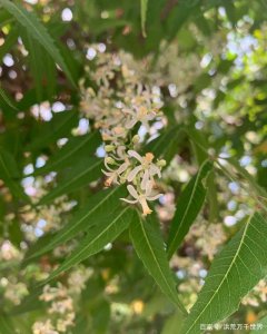 樟树会开花吗 樟树是否会开花？