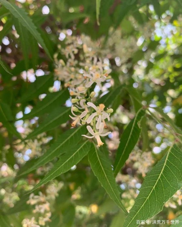 樟树会开花吗