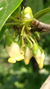 柿子会开花吗 柿子开花吗？
柿子有开花的能力吗？
