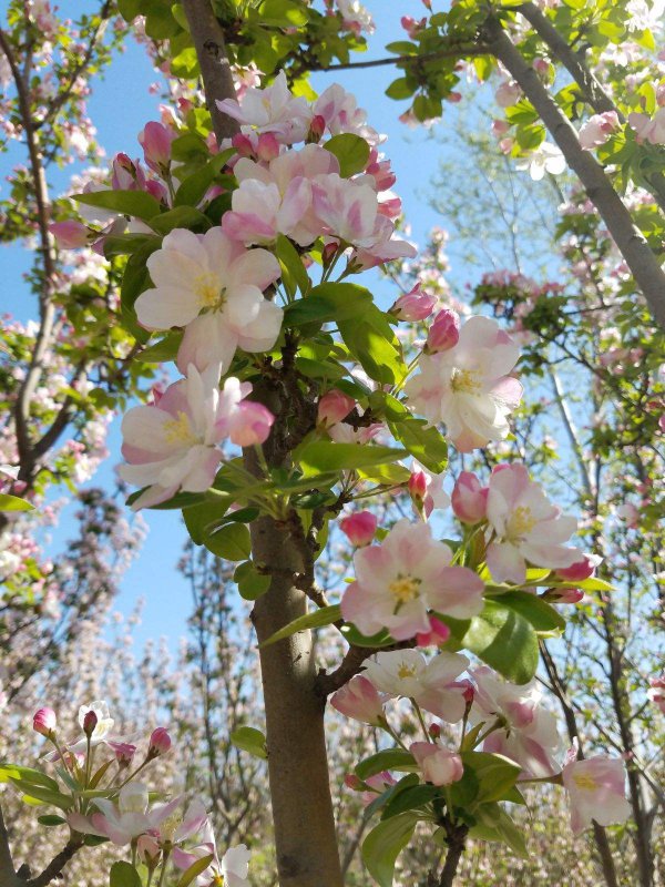 海棠什么季节开花