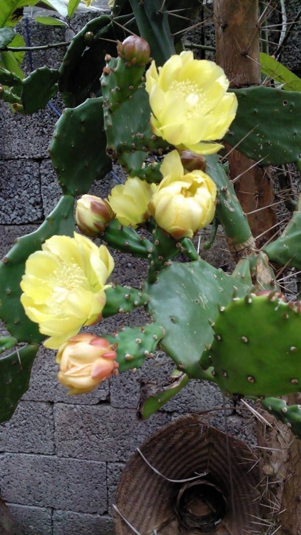 仙人掌什么季节开花