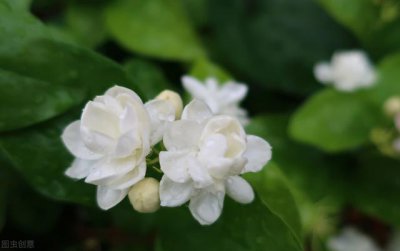 茉莉什么季节开花 茉莉花开在哪个季节？