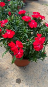 石竹花什么季节开花 石竹花在哪个季节开花？