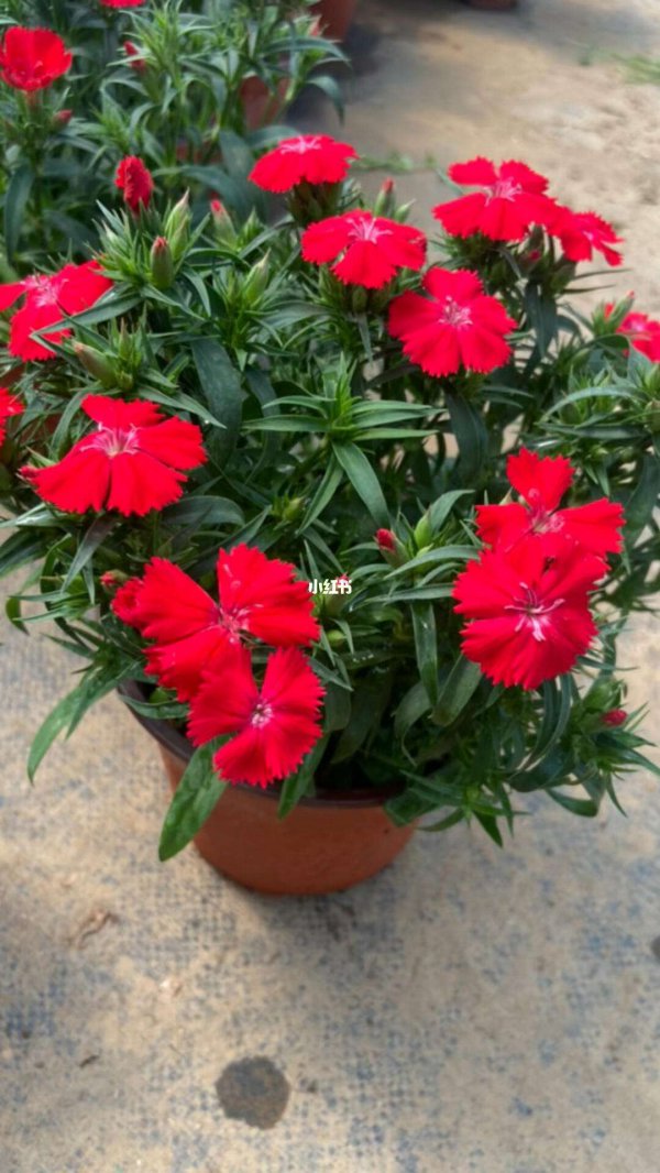 石竹花什么季节开花