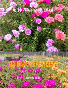 太阳花什么季节开花 太阳花在何时开花？