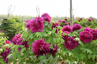 济宁的市花是什么花 市花是什么花

市花是什么种类